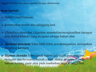 Anggota Floridae mencakup sejumlah bangsa, diantaranya:
BangsaGigartinales
 Familia Gigartinaceae
 Kebanyakan terdiri atas ganggang laut.
 Chondrus cripus dan Gigartina mammilosa menghasilkan karagen
atau lumut Islandia yang berguna sebagai bahan obat
 Euchema spinosum. Talus lebih lebar percabangannya, merupakan
penghasil karagen
 Hypnea chorides. Talus lunak seperti gel, tegak, percabangan
beragam dan berwarna merah coklat. Hidup menempel pada
batuan/karang, pasir atau pada tumbuhan tingkat tinggi laut.
 