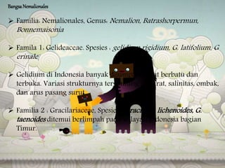 BangsaNemalionales
 Familia: Nemalionales, Genus: Nemalion, Batrashorpermun,
Bonnemaisonia
 Famila 1: Gelideaceae. Spesies : gelidium rigidium, G. latifolium, G
erinale
 Gelidium di Indonesia banyak dijumpai di laut berbatu dan
terbuka. Variasi strukturnya tergantung substrat, salinitas, ombak,
dan arus pasang surut.
 Familia 2 : Gracilariaceae, Spesies : Gracilaria lichenoides, G.
taenoides ditemui berlimpah pada wilayah Indonesia bagian
Timur.
 