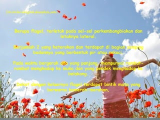 Ciri-ciridari alatgerak phaeophyta,yaitu:
Berupa flagel, terletak pada sel-sel perkembangbiakan dan
letaknya lateral.
Berjumlah 2 yang heterokon dan terdapat di bagian samping
badannya yang berbentuk pir atau sekoci.
Pada waktu bergerak ada yang panjang, mempunyai rambut-
rambut menghadap ke muka dan yang pendek menghadap ke
belakang.
Dekat dengan keluarnya flagel terdapat bintik mata yang
berwarna kemerah-merahan,
 