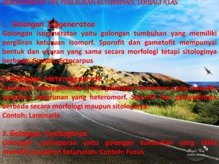 BERDASARKANTIPE PERGILIRANKETURUNAN, TERBAGI ATAS
1. Golongan Isogeneratae
Golongan isogeneratae yaitu golongan tumbuhan yang memiliki
pergiliran keturuan isomorf. Sporofit dan gametofit mempunyai
bentuk dan ukuran yang sama secara morfologi tetapi sitologinya
berbeda. Contoh: Ectocarpus
2. Golongan Heterogenerate
Golongan heterogenerate yaitu golongan tumbuhan yang memiliki
pergiliran keturunan yang heteromorf. Sporofit dan gametofitnya
berbeda secara morfologi maupun sitologinya.
Contoh: Laminaria
3. Golongan Cyelosporae
Golongan cyelosporae yaitu golongan tumbuhan yang tidak
memiliki pergiliran keturunan. Contoh: Fucus
 