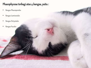 Phaeophyceae terbagi atas 4 bangsa, yaitu:
• Bangsa Phaeosporales
• Bangsa Laminarales
• Bangsa Dictyotales
• Bangsa Fucales
 