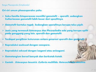 Bangsa Phaeosporales (Ectophorales)
Ciri-ciri umum phaeosporales yaitu:
 Suku/familia Ectoporaceae memiliki gametofit = sporofit, sedangkan
Cutheriaceae gametofit lebih besar dari spoofitnya.
 Gametofit bertalus tegak, Sedangkan sporofitnya berupa talus pipih.
 Jenis yang termasuk Ectocarpus dan Pleurocladia ada yang berupa epifit
pada ganggang yang lain, sporofit dan gametofit.
 Terdapat pergiliran keturunan antara generasi sporofit dan gametofit.
 Reproduksi aseksual dengan zoospora,.
 Reproduksi seksual dengan isogami atau anisogami.
 Gametangium bersel banyak dan berkotak-kotak.
 Contoh : Ectocarpus lacustris, Cutleria multifida, Heterochordia abietina.
 