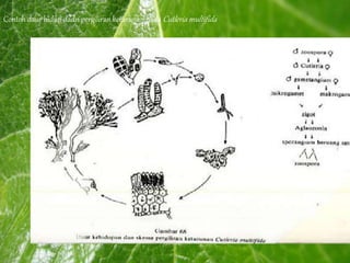Contoh daur hidup dadn pergiliran keturunan pada Cutleria multifida
 