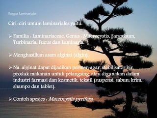 Bangsa Laminariales
Ciri-ciri umum laminariales yaitu:
Familia : Laminariaceae, Genus : Macrocystis, Sargassum,
Turbinaria, Fucus dan Laminaria.
Menghasilkan asam alginat (algin).
Na-alginat dapat dijadikan permen agar, stabilisator bir,
produk makanan untuk pelangsing, atau digunakan dalam
industri farmasi dan kosmetik, tekstil (suspensi, sabun, krim,
shampo dan tablet).
Contoh spesies : Macrocystis pyrifera
 