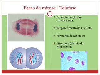 Fases da mitose - Telófase
 Desespiralização dos
cromossomos;
 Reaparecimento do nucléolo;
 Formação da carioteca;
 Citocinese (divisão do
citoplasma).
 
