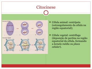 Citocinese
 Célula animal: centrípeta
(estrangulamento da célula na
região equatorial);
 Célula vegetal: centrífuga
(deposição de pectina na região
equatorial da célula, formando
a lamela média ou placa
celular).
 