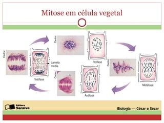 Mitose em célula vegetal
 