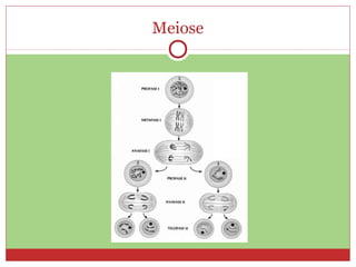 Meiose
 