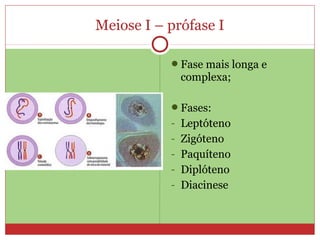 Meiose I – prófase I
Fase mais longa e
complexa;
Fases:
- Leptóteno
- Zigóteno
- Paquíteno
- Diplóteno
- Diacinese
 