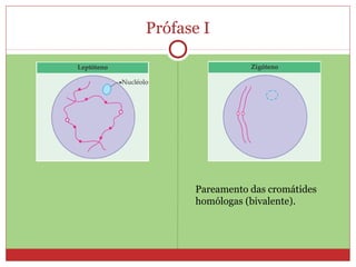 Prófase I
Pareamento das cromátides
homólogas (bivalente).
 