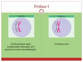 Prófase I
Cromossomos mais
condensados (tétrade), já é
possível ocorrer recombinação.
Crossing-over
 