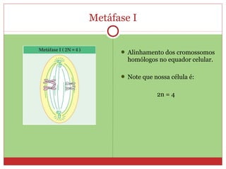 Metáfase I
 Alinhamento dos cromossomos
homólogos no equador celular.
 Note que nossa célula é:
2n = 4
 