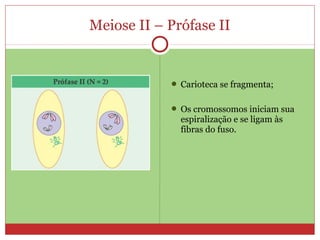 Meiose II – Prófase II
 Carioteca se fragmenta;
 Os cromossomos iniciam sua
espiralização e se ligam às
fibras do fuso.
 