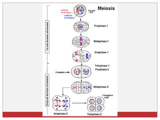Divisão celular  03