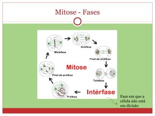 Mitose - Fases
Fase em que a
célula não está
em divisão
 