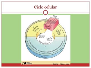 Ciclo celular
 
