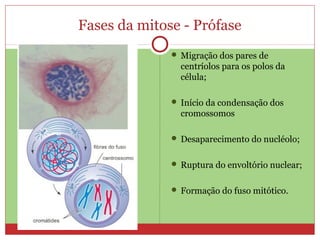 Fases da mitose - Prófase
 Migração dos pares de
centríolos para os polos da
célula;
 Início da condensação dos
cromossomos
 Desaparecimento do nucléolo;
 Ruptura do envoltório nuclear;
 Formação do fuso mitótico.
 