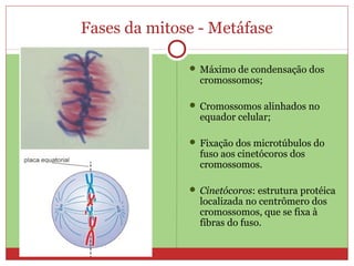 Fases da mitose - Metáfase
 Máximo de condensação dos
cromossomos;
 Cromossomos alinhados no
equador celular;
 Fixação dos microtúbulos do
fuso aos cinetócoros dos
cromossomos.
 Cinetócoros: estrutura protéica
localizada no centrômero dos
cromossomos, que se fixa à
fibras do fuso.
 