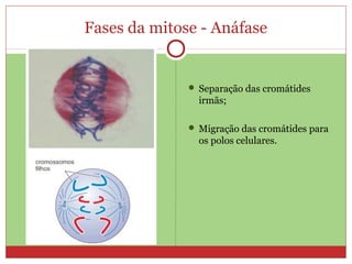 Fases da mitose - Anáfase
 Separação das cromátides
irmãs;
 Migração das cromátides para
os polos celulares.
 