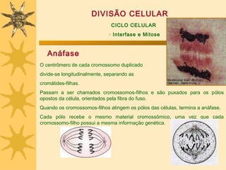 DIVISÃO CELULAR
                               CICLO CELULAR
                              · Interfase e Mitose


   Anáfase
O centrômero de cada cromossomo duplicado
divide-se longitudinalmente, separando as
cromátides-filhas.
Passam a ser chamados cromossomos-filhos e são puxados para os pólos
opostos da célula, orientados pela fibra do fuso.
Quando os cromossomos-filhos atingem os pólos das células, termina a anáfase.
Cada pólo recebe o mesmo material cromossômico, uma vez que cada
cromossomo-filho possui a mesma informação genética.
 