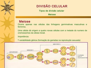 DIVISÃO CELULAR
                      Tipos de divisão celular
                                Meiose


 Meiose
Ocorre apenas nas células das linhagens germinativas masculinas e
feminina.
Uma célula dá origem a quatro novas células com a metade do numero de
cromossomos da célula inicial.
Importância:
 variabilidade gênica (formação do gametas na reprodução sexuada)
 