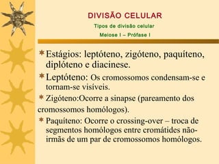 DIVISÃO CELULAR
               Tipos de divisão celular
                 Meiose I – Prófase I


Estágios: leptóteno, zigóteno, paquíteno,
 diplóteno e diacinese.
Leptóteno: Os cromossomos condensam-se e
  tornam-se visíveis.
 Zigóteno:Ocorre a sinapse (pareamento dos
cromossomos homólogos).
 Paquíteno: Ocorre o crossing-over – troca de
  segmentos homólogos entre cromátides não-
  irmãs de um par de cromossomos homólogos.
 