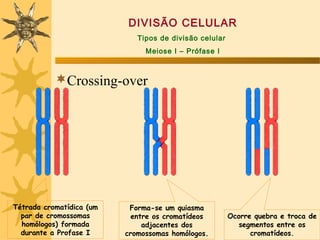 DIVISÃO CELULAR
                             Tipos de divisão celular
                               Meiose I – Prófase I



           Crossing-over




Tétrada cromatídica (um    Forma-se um quiasma
  par de cromossomas        entre os cromatídeos        Ocorre quebra e troca de
  homólogos) formada           adjacentes dos              segmentos entre os
  durante a Profase I     cromossomas homólogos.              cromatídeos.
 