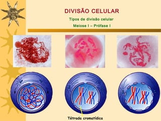 DIVISÃO CELULAR
 Tipos de divisão celular
   Meiose I – Prófase I




Tétrada cromatídica
 