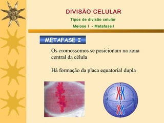 DIVISÃO CELULAR
         Tipos de divisão celular
          Meiose I - Metafase I



METAFASE I
 Os cromossomos se posicionam na zona
 central da célula

 Há formação da placa equatorial dupla
 