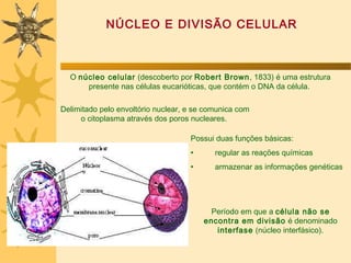 NÚCLEO E DIVISÃO CELULAR



  O núcleo celular (descoberto por Robert Brown, 1833) é uma estrutura
      presente nas células eucarióticas, que contém o DNA da célula.

Delimitado pelo envoltório nuclear, e se comunica com
     o citoplasma através dos poros nucleares.

                                    Possui duas funções básicas:
                                    •      regular as reações químicas
                                    •      armazenar as informações genéticas




                                          Período em que a célula não se
                                        encontra em divisão é denominado
                                           interfase (núcleo interfásico).
 