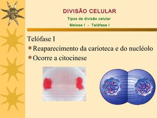 DIVISÃO CELULAR
             Tipos de divisão celular
              Meiose I - Telófase I



Telófase I
Reaparecimento da carioteca e do nucléolo
Ocorre a citocinese
 