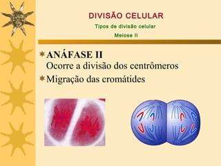 DIVISÃO CELULAR
             Tipos de divisão celular
                    Meiose II



ANÁFASE II
 Ocorre a divisão dos centrômeros
Migração das cromátides
 