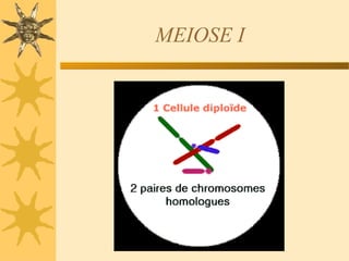 MEIOSE I
 