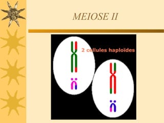 MEIOSE II
 