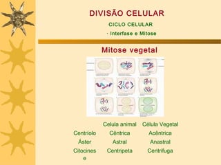 DIVISÃO CELULAR
              CICLO CELULAR
             · Interfase e Mitose


            Mitose vegetal




            Celula animal   Célula Vegetal
Centríolo     Cêntrica        Acêntrica
 Áster         Astral          Anastral
Citocines    Centripeta       Centrifuga
    e
 