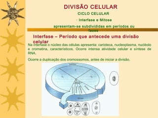 DIVISÃO CELULAR
                               CICLO CELULAR
                              · Interfase e Mitose
                apresentam-se subdivididas em per íodos ou
                                 fases
   Interfase – Período que antecede uma divisão
   celular
Na interfase o núcleo das células apresenta: carioteca, nucleoplasma, nucléolo
e cromatina, característicos. Ocorre intensa atividade celular e síntese de
RNA.
Ocorre a duplicação dos cromossomos, antes de iniciar a divisão.
 