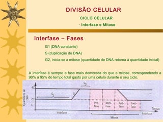 DIVISÃO CELULAR
                              CICLO CELULAR
                              · Interfase e Mitose


   Interfase – Fases
         G1 (DNA constante)
         S (duplicação do DNA)
         G2, inicia-se a mitose (quantidade de DNA retorna à quantidade inicial)


A interfase é sempre a fase mais demorada do que a mitose, correspondendo a
90% a 95% do tempo total gasto por uma célula durante o seu ciclo.
 