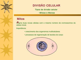 DIVISÃO CELULAR
                       Tipos de divisão celular
                           · Mitose e Meiose


Mitos
e
Origina duas novas células com o mesmo número de cromossomos da
célula inicial.
Importância:
           • crescimento dos organismos multicelulares
           • processos de regeneração de tecidos do corpo
 