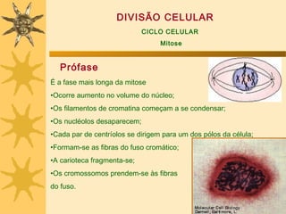 DIVISÃO CELULAR
                             CICLO CELULAR
                                  Mitose


   Prófase
É a fase mais longa da mitose
•Ocorre aumento no volume do núcleo;
•Os filamentos de cromatina começam a se condensar;
•Os nucléolos desaparecem;
•Cada par de centríolos se dirigem para um dos pólos da célula;
•Formam-se as fibras do fuso cromático;
•A carioteca fragmenta-se;
•Os cromossomos prendem-se às fibras
do fuso.
 