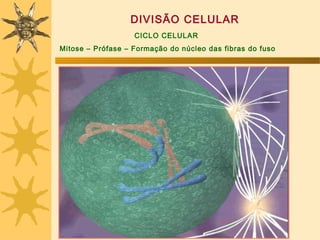 DIVISÃO CELULAR
                   CICLO CELULAR
Mitose – Prófase – Formação do núcleo das fibras do fuso
 