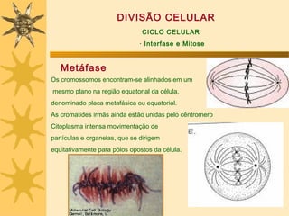 DIVISÃO CELULAR
                               CICLO CELULAR
                              · Interfase e Mitose


   Metáfase
Os cromossomos encontram-se alinhados em um
mesmo plano na região equatorial da célula,
denominado placa metafásica ou equatorial.
As cromatides irmãs ainda estão unidas pelo cêntromero
Citoplasma intensa movimentação de
partículas e organelas, que se dirigem
equitativamente para pólos opostos da célula.
 