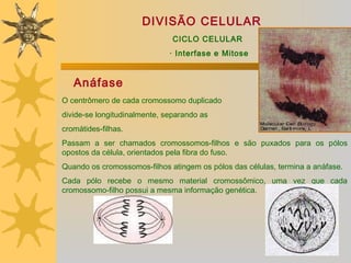 DIVISÃO CELULAR
                               CICLO CELULAR
                              · Interfase e Mitose


   Anáfase
O centrômero de cada cromossomo duplicado
divide-se longitudinalmente, separando as
cromátides-filhas.
Passam a ser chamados cromossomos-filhos e são puxados para os pólos
opostos da célula, orientados pela fibra do fuso.
Quando os cromossomos-filhos atingem os pólos das células, termina a anáfase.
Cada pólo recebe o mesmo material cromossômico, uma vez que cada
cromossomo-filho possui a mesma informação genética.
 