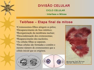 DIVISÃO CELULAR
                           CICLO CELULAR
                           · Interfase e Mitose


  Telófase – Etapa final da mitose
•Cromossomos-filhos atingem os pólos;
•Desaparecimento do fuso mitótico;
•Reorganização da membrana nuclear;
•Descondensação dos cromossomas;
•Reaparecimento dos nucléolos.
•As células filhas se separam.
•Duas células são formadas e contêm o
mesmo número de cromossomos que a
célula inicial que as originou.
 