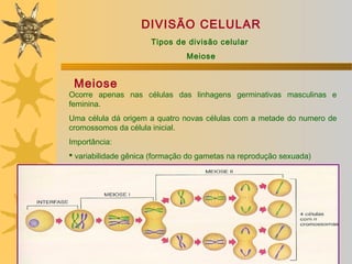 DIVISÃO CELULAR
                      Tipos de divisão celular
                                Meiose


 Meiose
Ocorre apenas nas células das linhagens germinativas masculinas e
feminina.
Uma célula dá origem a quatro novas células com a metade do numero de
cromossomos da célula inicial.
Importância:
 variabilidade gênica (formação do gametas na reprodução sexuada)
 