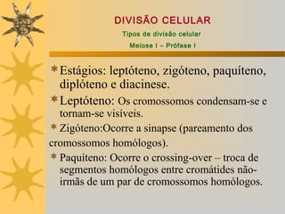 DIVISÃO CELULAR
               Tipos de divisão celular
                 Meiose I – Prófase I


Estágios: leptóteno, zigóteno, paquíteno,
 diplóteno e diacinese.
Leptóteno: Os cromossomos condensam-se e
  tornam-se visíveis.
 Zigóteno:Ocorre a sinapse (pareamento dos
cromossomos homólogos).
 Paquíteno: Ocorre o crossing-over – troca de
  segmentos homólogos entre cromátides não-
  irmãs de um par de cromossomos homólogos.
 