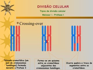 DIVISÃO CELULAR
                             Tipos de divisão celular
                               Meiose I – Prófase I



           Crossing-over




Tétrada cromatídica (um    Forma-se um quiasma
  par de cromossomas        entre os cromatídeos        Ocorre quebra e troca de
  homólogos) formada           adjacentes dos              segmentos entre os
  durante a Profase I     cromossomas homólogos.              cromatídeos.
 