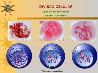 DIVISÃO CELULAR
 Tipos de divisão celular
   Meiose I – Prófase I




Tétrada cromatídica
 