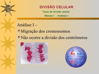 DIVISÃO CELULAR
             Tipos de divisão celular
              Meiose I - Anáfase I



Anáfase I –
Migração dos cromossomos
Não ocorre a divisão dos centrômeros
 