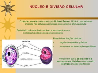NÚCLEO E DIVISÃO CELULAR



  O núcleo celular (descoberto por Robert Brown, 1833) é uma estrutura
      presente nas células eucarióticas, que contém o DNA da célula.

Delimitado pelo envoltório nuclear, e se comunica com
     o citoplasma através dos poros nucleares.

                                    Possui duas funções básicas:
                                    •      regular as reações químicas
                                    •      armazenar as informações genéticas




                                          Período em que a célula não se
                                        encontra em divisão é denominado
                                           interfase (núcleo interfásico).
 