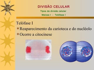 DIVISÃO CELULAR
             Tipos de divisão celular
              Meiose I - Telófase I



Telófase I
Reaparecimento da carioteca e do nucléolo
Ocorre a citocinese
 